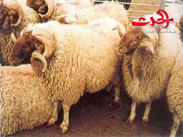 السواح : تصدير 90 ألف رأس غنم وماعز قريباً