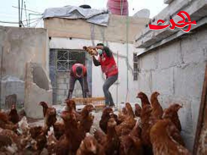 في ريف درعا 640 عائلة تستفيد من منحة الدواجن