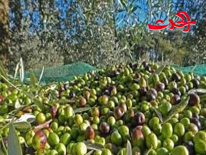 مديرية زراعة درعا: تسهم في زيادة الإنتاج بأقل التكاليف.