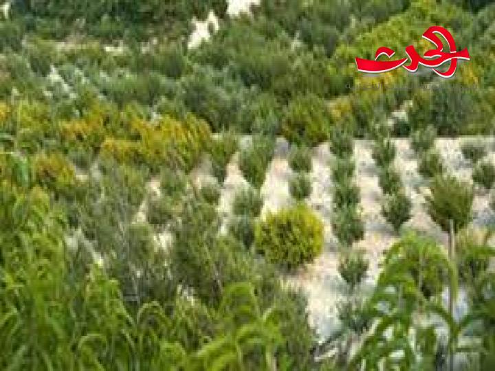   البدء بتنفيذ خطة التحريج الاصطناعي للموسم المقبل بزراعة نحو 55 ألف غرسة