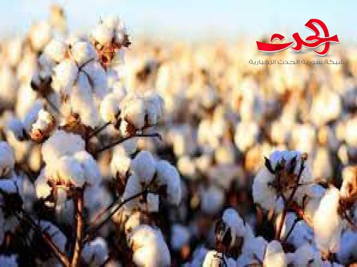 محافظة الحسكة : إنتاج أكثر من 14 ألف طن من القطن