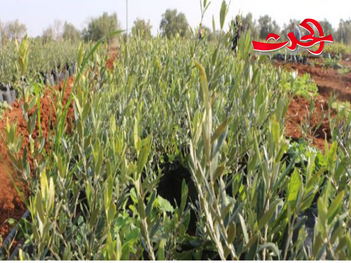 في درعا : بدء بيع وتوزيع الغراس الحراجية.