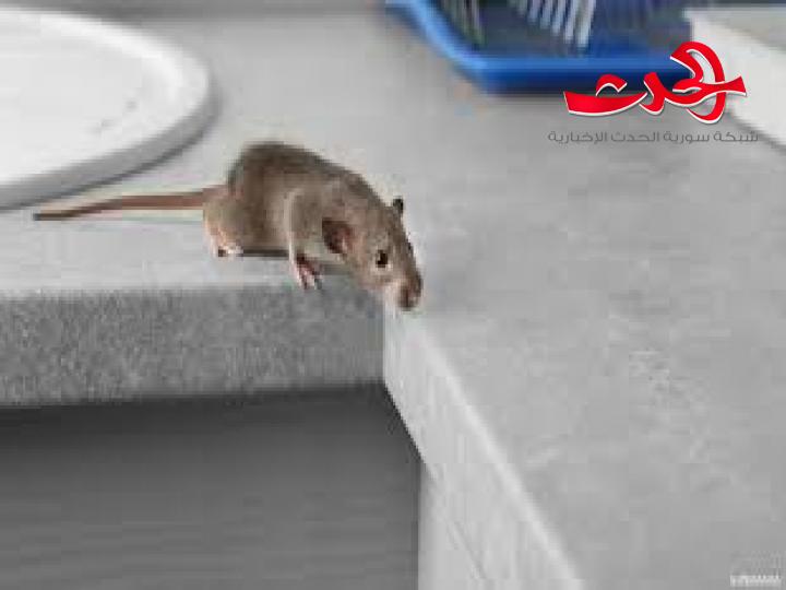  هذه الرائحة تدل على وجود فأر في المطبخ..ماهي ؟