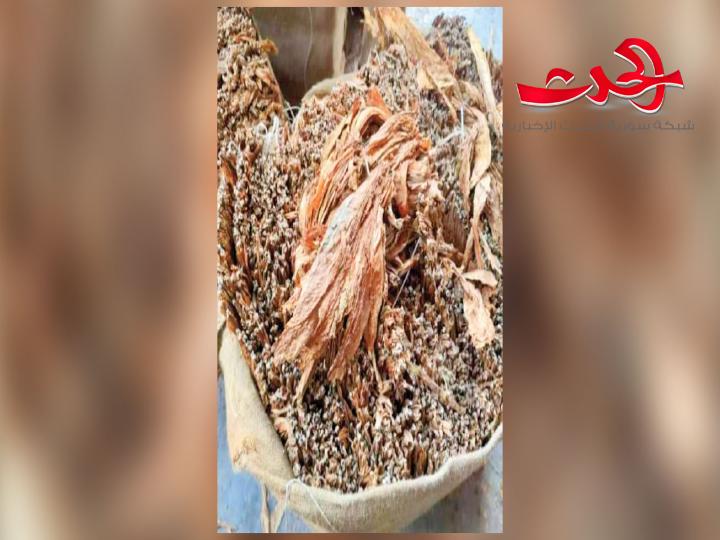 مزارعين التبغ بحماة : المعاناة لا تكمن فقط بضياع الإنتاج..وإنما بعدم توفر المازوت الزراعي.