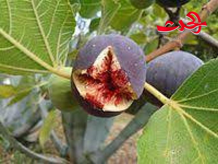 أفضل فاكهة  للجهاز الهضمي والأمعاء