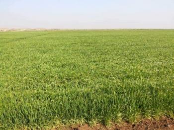 عرفان زيادة :الإنتهاء من تنفيذ خطة محصول القمح في محافظة ريف دمشق
