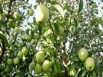 نحو 267 ألف طن تقديرات إنتاج التفاح في سورية هذا الموسم... حمص في المرتبة الأولى بالإنتاج والسويداء بالمساحة