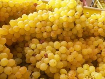 استلام نحو 1500 طن من العنب العصيري في السويداء
