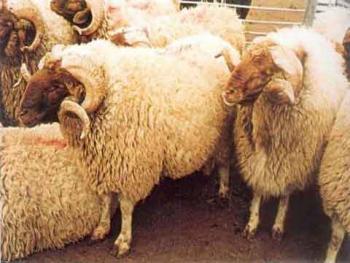 السواح : تصدير 90 ألف رأس غنم وماعز قريباً