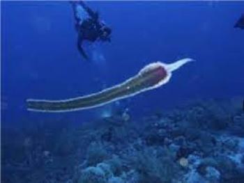 غواصون ألمان يكتشفون كائناً ليس له عين في الغردقة المصرية