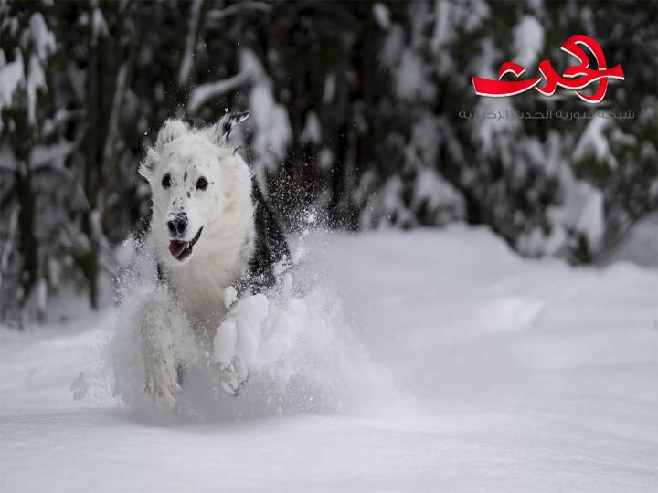 بحيلة مذهلة..كلب ينقذ رجلاً سقط من ارتفاع 150 متراً