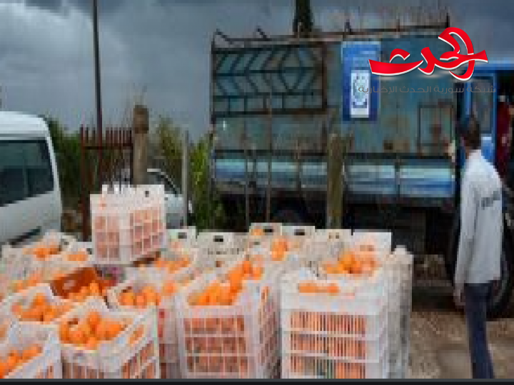  تسويق 125 طناً من الحمضيات في طرطوس واللاذقية