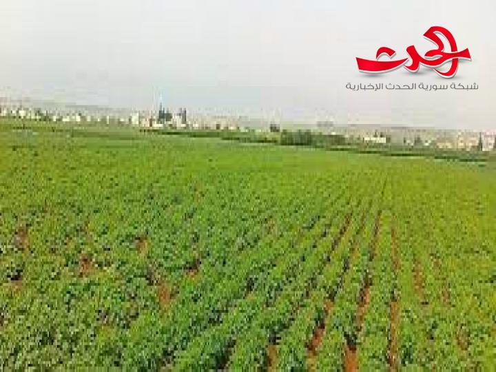 مدير الزراعة : استمرار هطول الأمطار يشجع على استكمال الزراعة في السويداء 