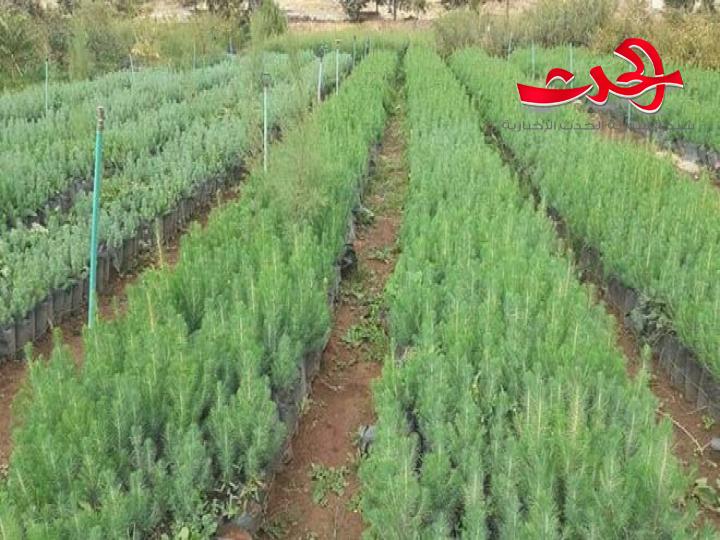 في اللاذقية : توزيع غراس حراجية بالمجان على العائلات