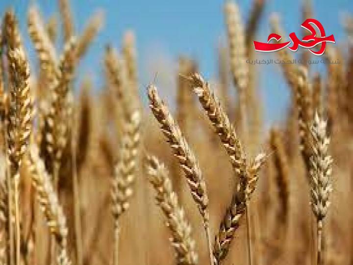 ارتفاع أسعار القمح مع شح الإمدادات العالمية