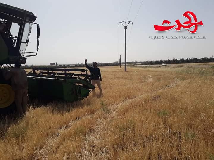 بدء عمليات حصاد موسم القمح بدرعا وموسم مبشر