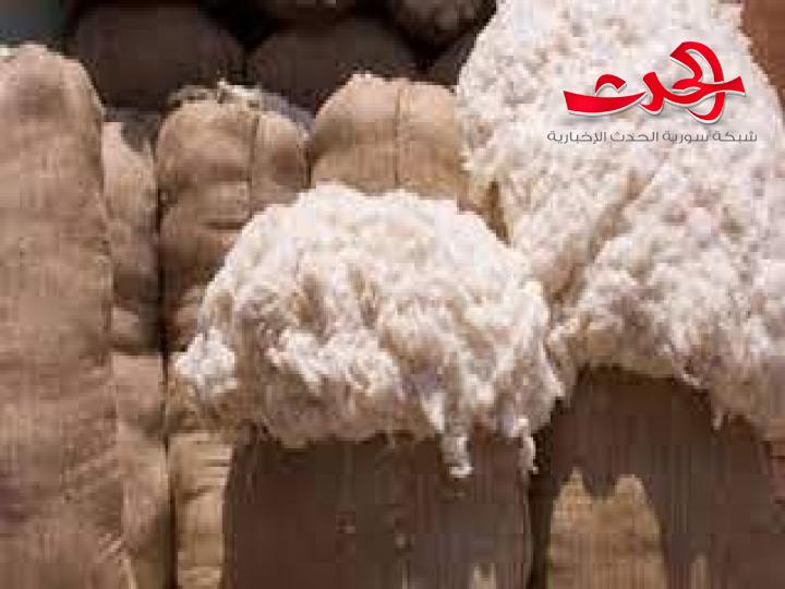 تحديد سعر شراء كيلو القطن المحبوب من الفلاحين للموسم 2022