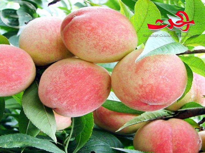 السويداء: تقديرات بإنتاج نحو 1000 طن من الدراق للموسم الحالي