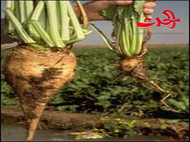 تحديد سعر شراء كيلو الشوندر السكري من الفلاحين بـ 400 ليرة