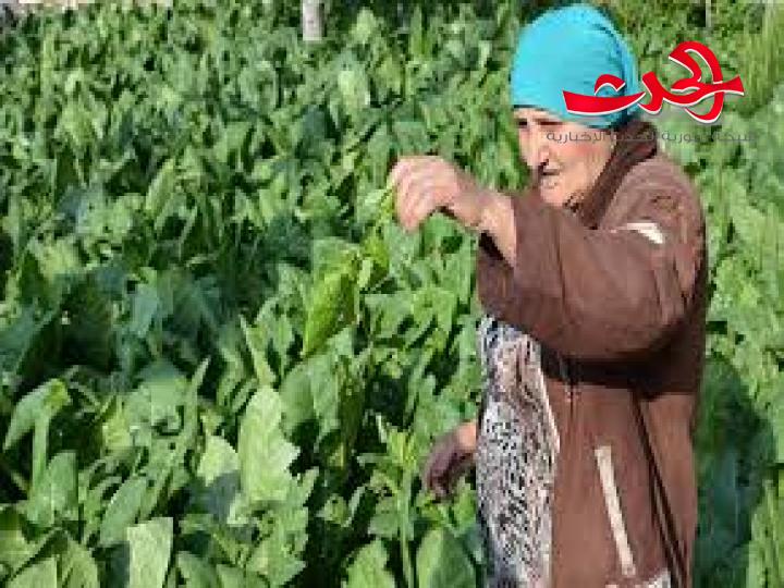 بذرة صغيرة يمكن أن تكوّن غابة