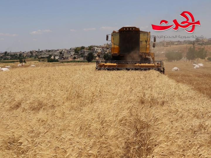 نحو 260 ملياراً قيم الأقماح المسوقة في المصرف الزراعي بدرعا