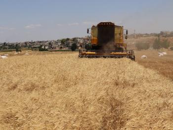 نحو 260 ملياراً قيم الأقماح المسوقة في المصرف الزراعي بدرعا
