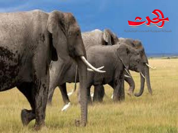 الأفيال تنادي بعضها بعضاً بالاسم!!؟