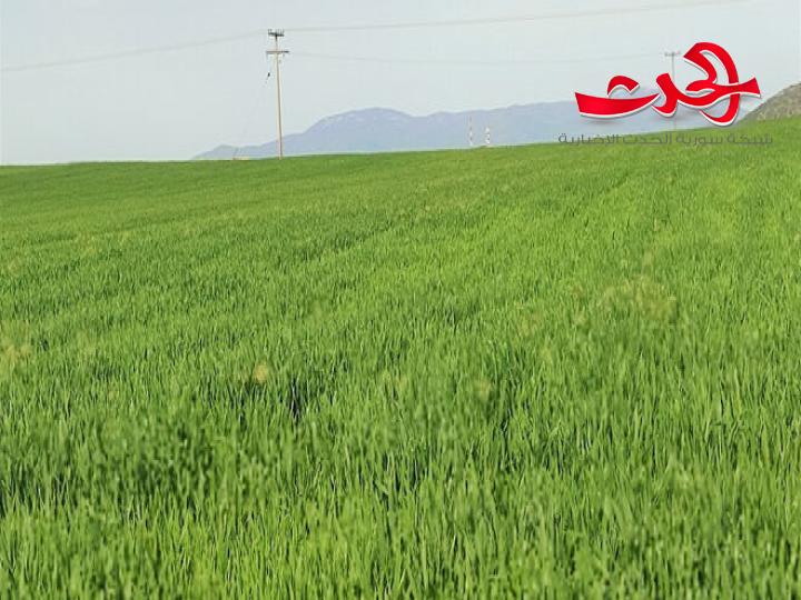 حمص.. تنفيذ أكثر من 54 بالمئة من خطة زراعة القمح 