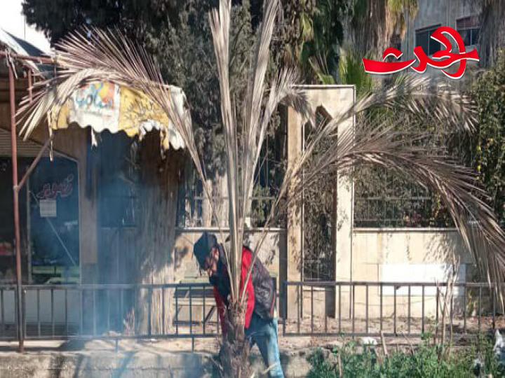 "زراعة حمص": تنفذ حملة لمكافحة حشرة سوسة النخيل