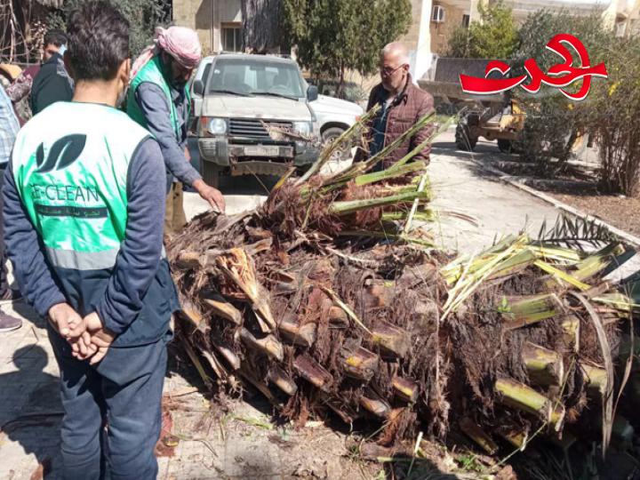 "زراعة حمص": تنفذ حملة لمكافحة حشرة سوسة النخيل