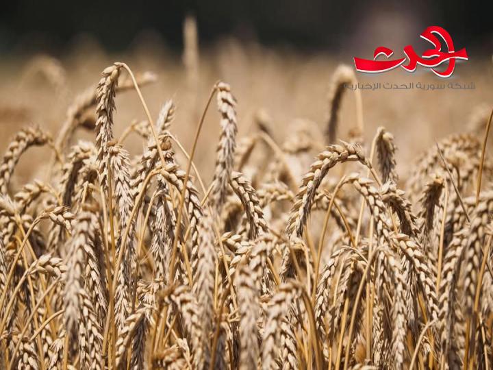"مؤسسة الحبوب السورية": تعلن عن فسخ عقد إنشاء مطاحن جديدة مع شركة روسية