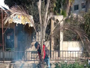 "زراعة حمص": تنفذ حملة لمكافحة حشرة سوسة النخيل